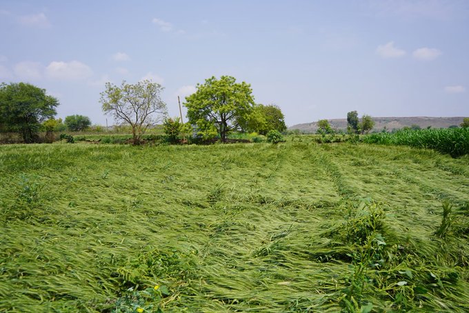 Unseasonal Rain | Maharashtra News | राज्यात अवकाळी पावसाने झालेल्या नुकसानाने अंदाजे ९९ हजार ३८१ हेक्टर क्षेत्र बाधित