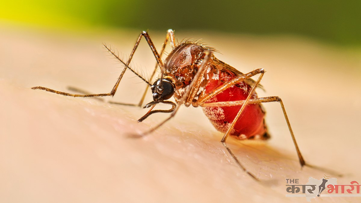 Dengue | Monsoon | आला पावसाळा… डेग्यूपासून स्वत:ला सांभाळा
