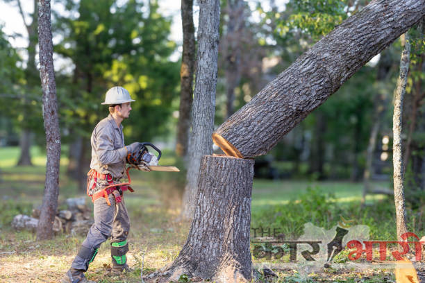 Pune Tree Cutting | पुण्यात 4 वर्षांत विविध प्रकल्पांसाठी 10,389 झाडे तोडली | 6665 वृक्षांच्या पुनर्रोपण ची माहितीच नाही?